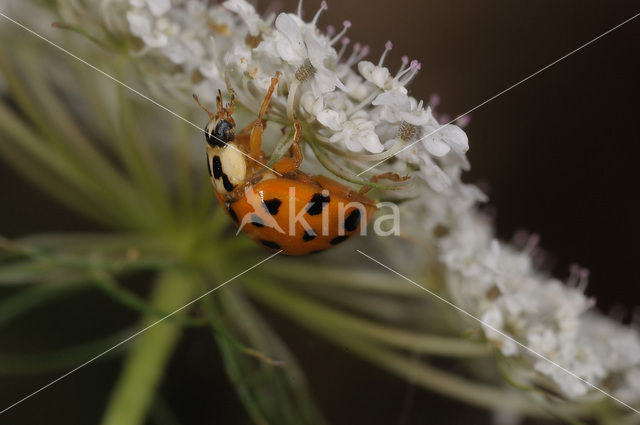 Oranjerood Veelkleurig Lieveheersbeestje (Harmonia axyridis f. succinea)