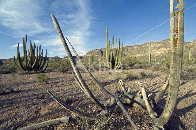Orgelpijpcactus (Stenocereus thurberi)
