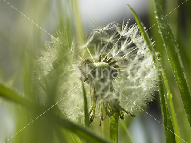 Dandelion (Taraxacum spec.)