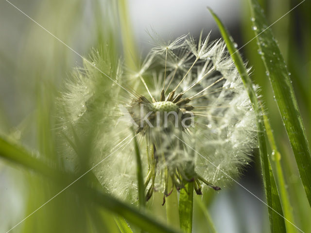 Paardenbloem (Taraxacum spec.)