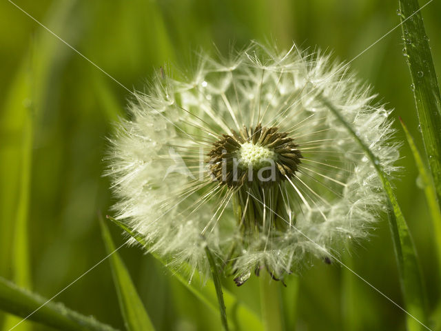 Dandelion (Taraxacum spec.)