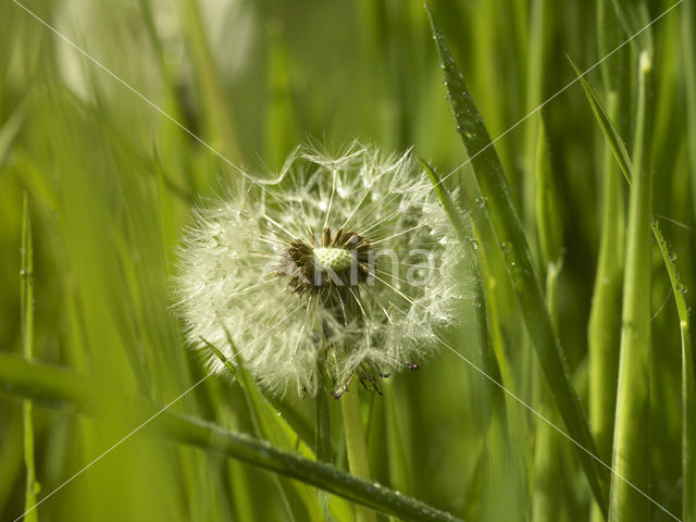 Paardenbloem (Taraxacum spec.)