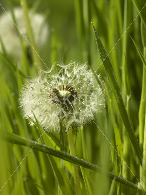 Dandelion (Taraxacum spec.)