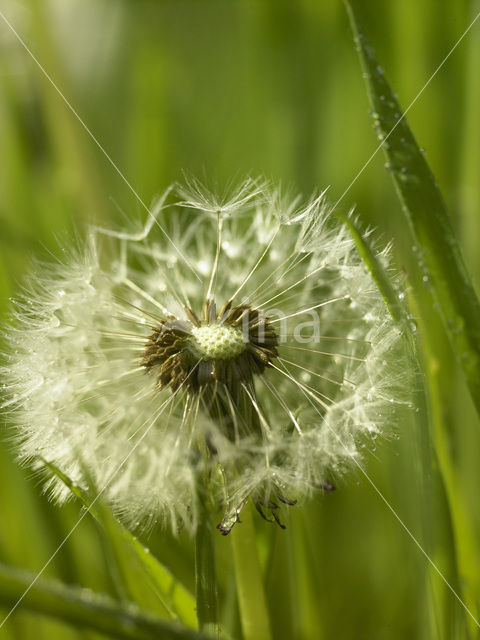 Paardenbloem (Taraxacum spec.)