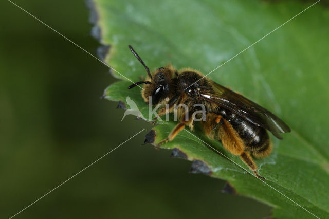 Paardenbloembij (Andrena humilis)