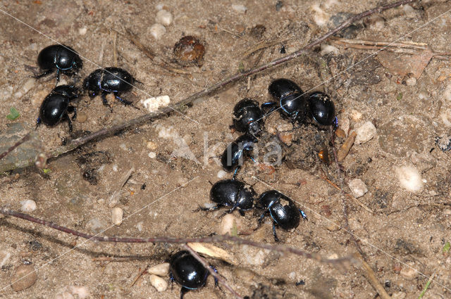 Paardenmestkever (Geotrupes vernalis)