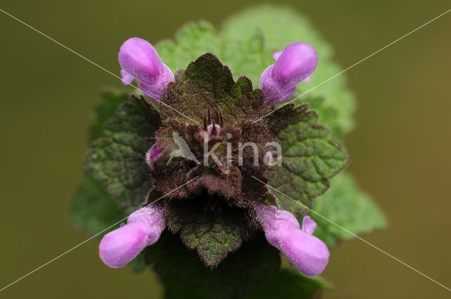 purple Dead-nettle (Lamium purpureum)