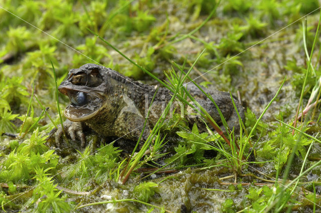 Paddenvlieg (Lucilia bufonivora)