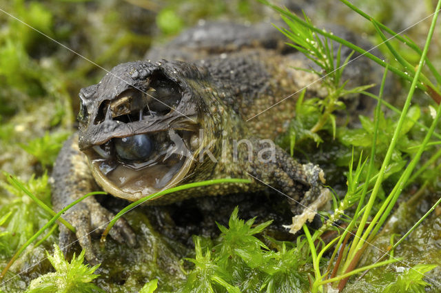 Paddenvlieg (Lucilia bufonivora)