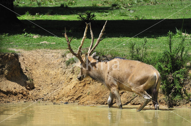 Pere David’s deer (Elaphurus davidianus)