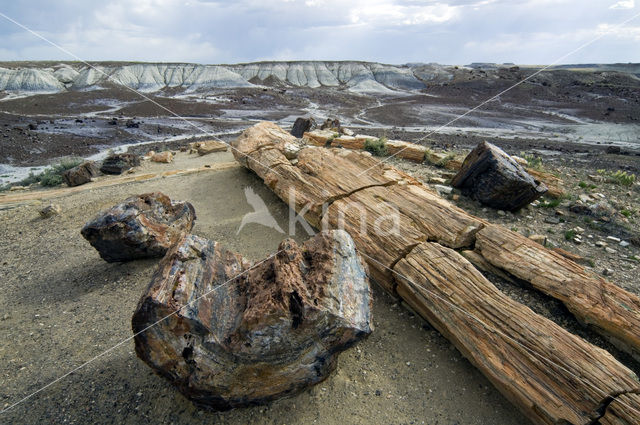 Petrified Forest National Park