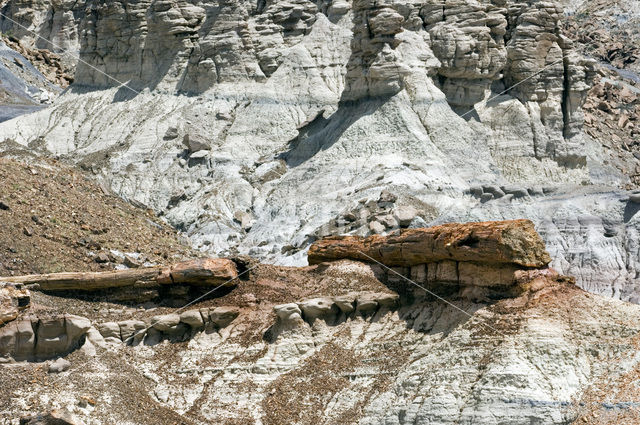 Petrified Forest National Park