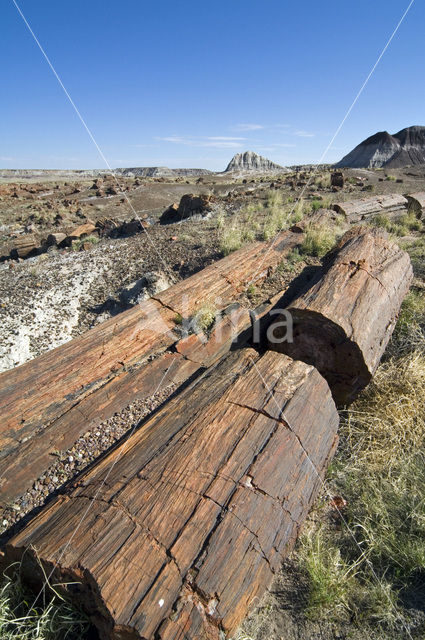 Petrified Forest National Park