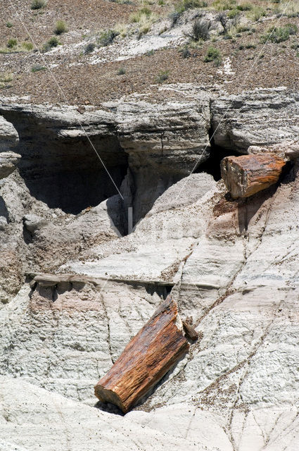 Petrified Forest National Park