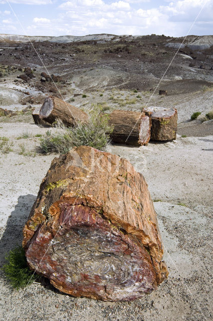 Petrified Forest National Park