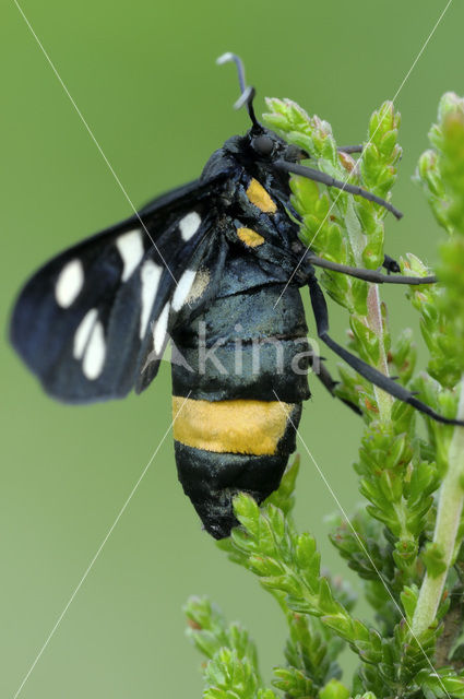 Nine-spotted Moth (Amata phegea)