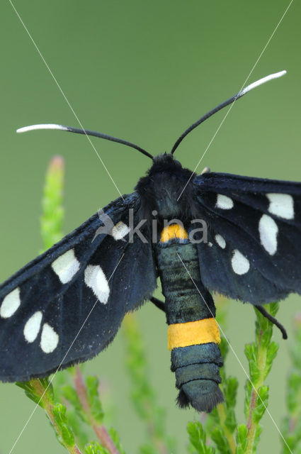 Phegeavlinder (Amata phegea)