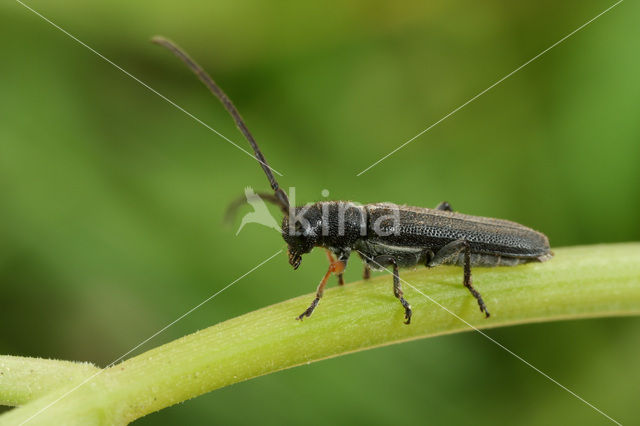 Phytoecia cylindrica