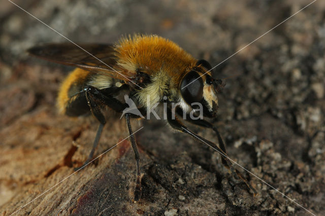 Pluimwoudzwever (Criorhina floccosa)