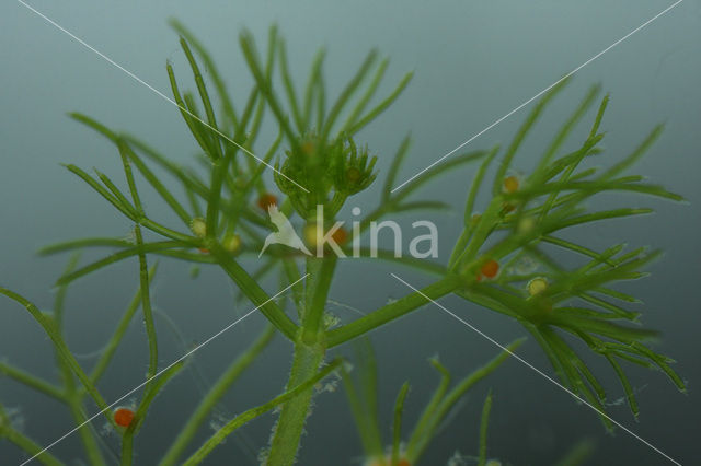 Puntdragend glanswier (Nitella mucronata)