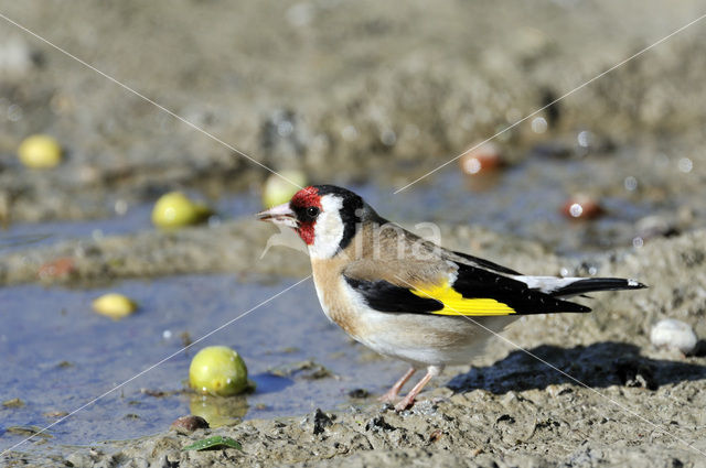 European Goldfinch (Carduelis carduelis)