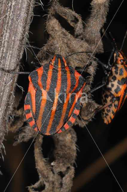 black and red striped bug (Graphosoma lineatum