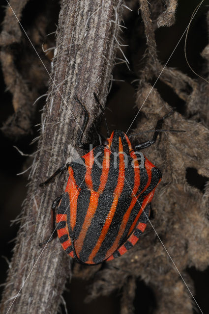 black and red striped bug (Graphosoma lineatum