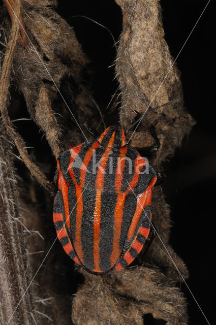 black and red striped bug (Graphosoma lineatum