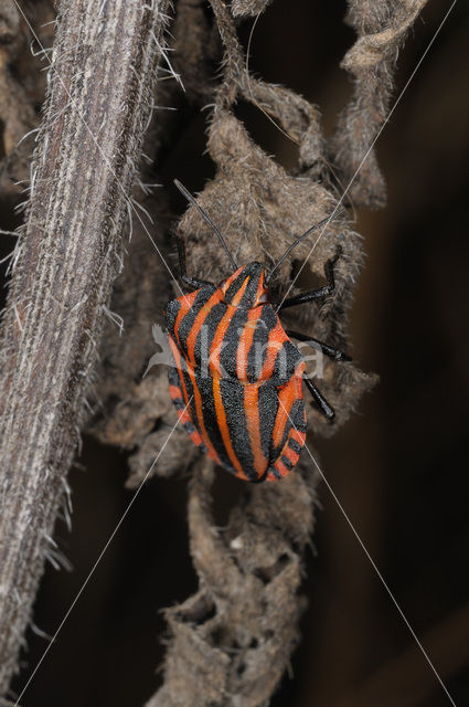 black and red striped bug (Graphosoma lineatum