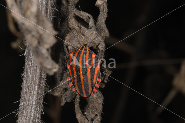 black and red striped bug (Graphosoma lineatum