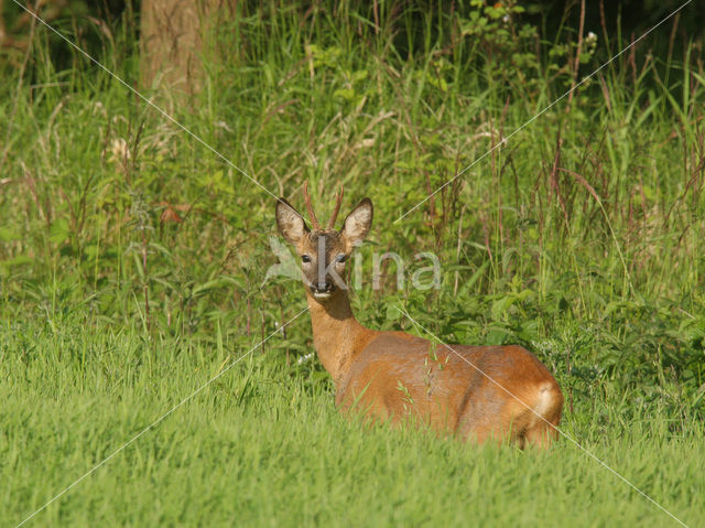 Roe Deer (Capreolus capreolus)