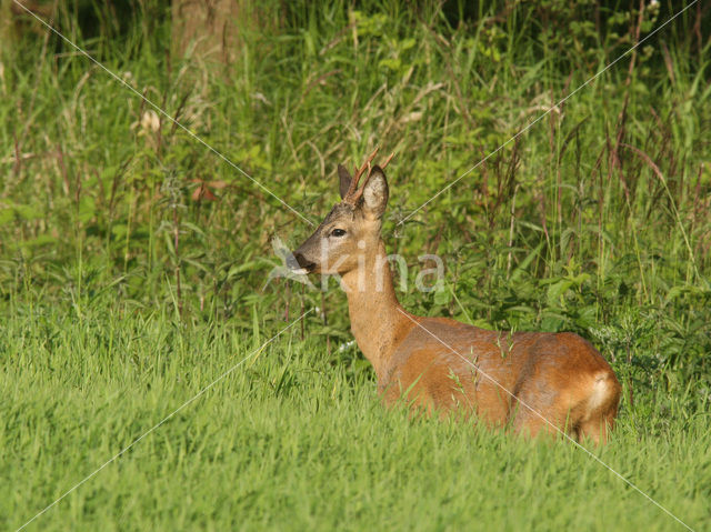 Roe Deer (Capreolus capreolus)
