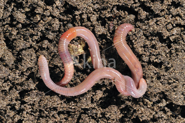 Earthworm (Lumbricus terrestris)