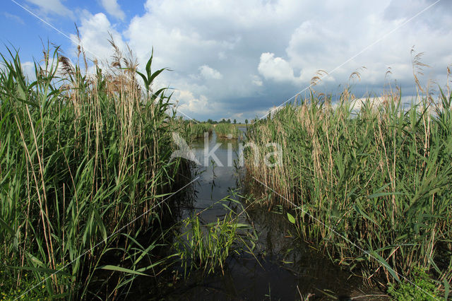 Common Reed (Phragmites australis)