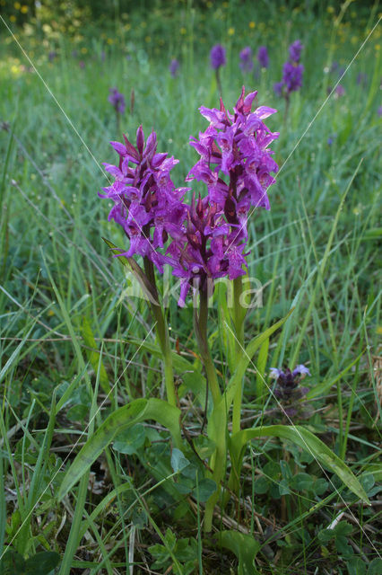 Southern Marsh-orchid (Dactylorhiza praetermissa)