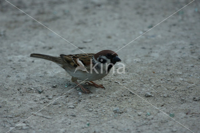 Ringmus (Passer montanus)