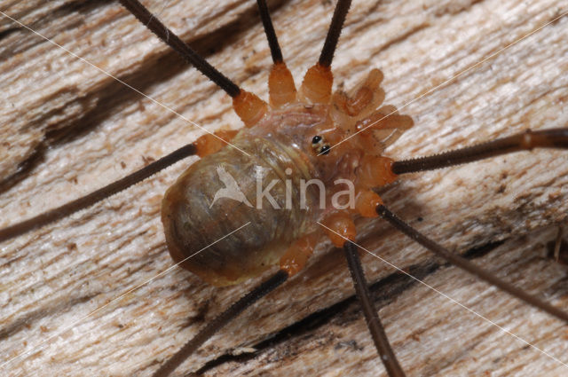 Opilio canestrinii