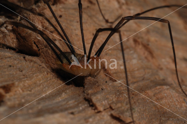 Rode hooiwagen (Opilio canestrinii)