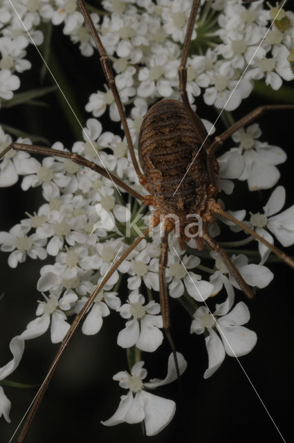 Rode hooiwagen (Opilio canestrinii)