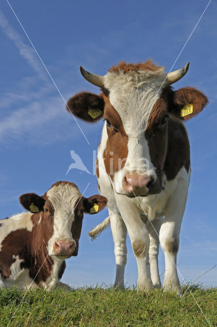 red-and-white Cow (Bos domesticus)