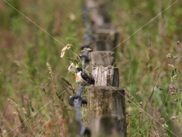 Roodborsttapuit (Saxicola rubicola)