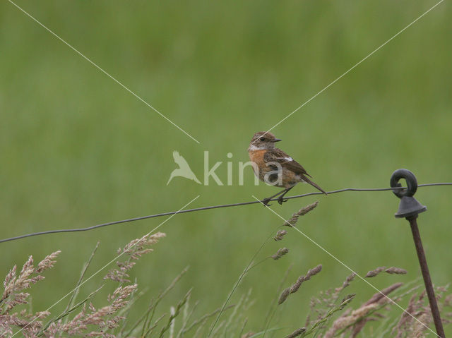 Stonechat (Saxicola rubicola)