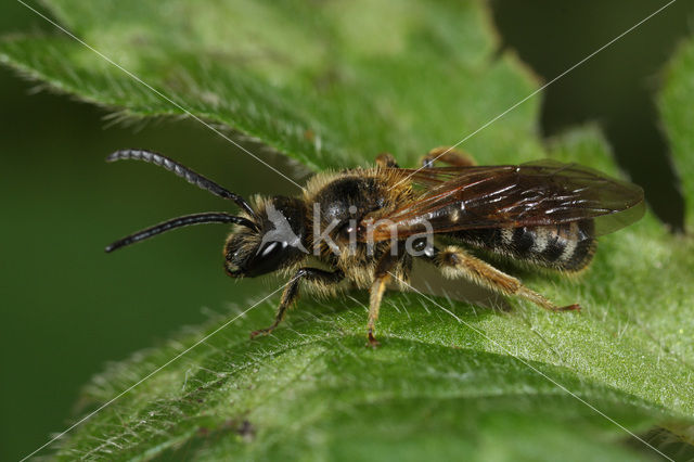 Roodbruine groefbij (Lasioglossum xanthopus)