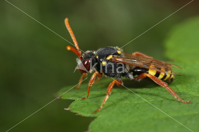 Wasp-bee (Nomada fulvicornis)