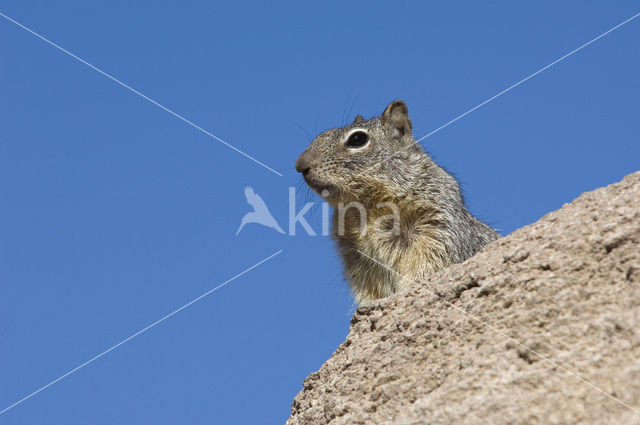 Rotsgrondeekhoorn (Spermophilus variegatus)