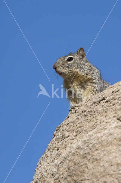 Rotsgrondeekhoorn (Spermophilus variegatus)