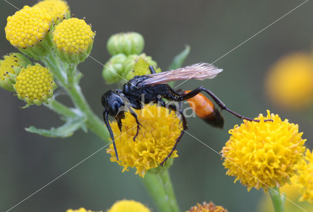 Ruige Aardrupsendoder (Podalonia hirsuta)