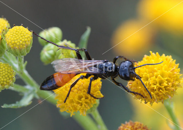 Ruige Aardrupsendoder (Podalonia hirsuta)