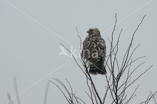 Rough-legged Buzzard (Buteo lagopus)