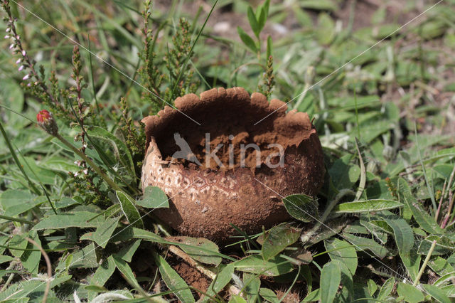 Ruitjesbovist (Calvatia utriformis)